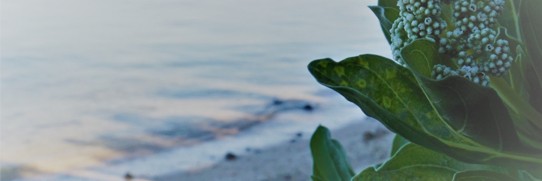 ambitiousfield's profile banner image