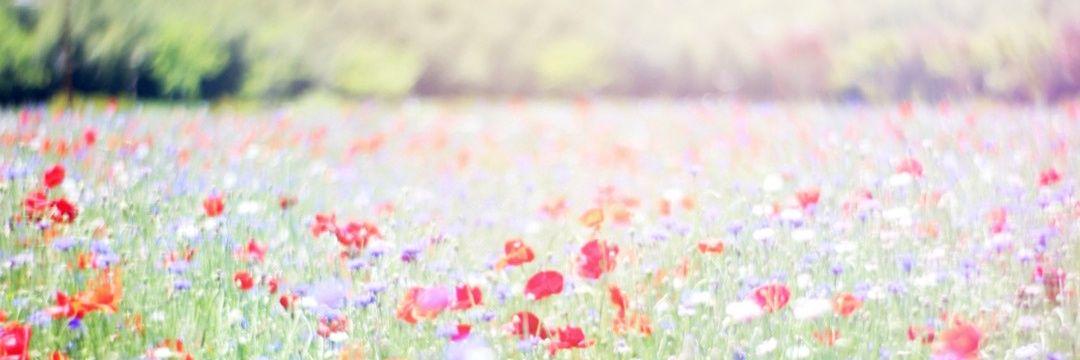 12345MoMo's profile banner image