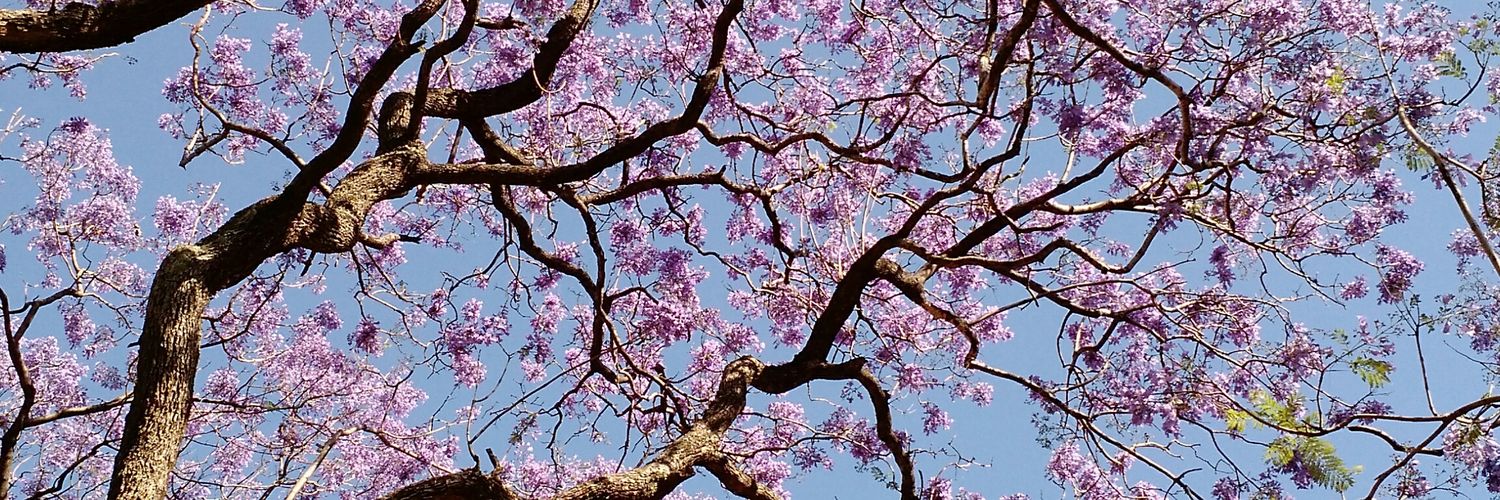 Mariana Bozetti banner