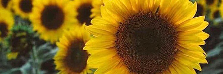 giilamarca's profile banner image