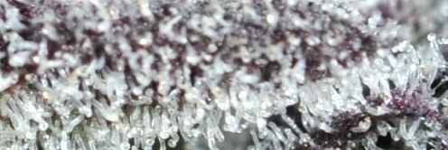 Terrapin Terpene Col's banner