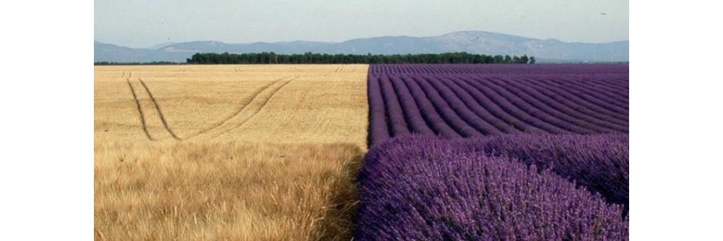 abulandia's profile banner image