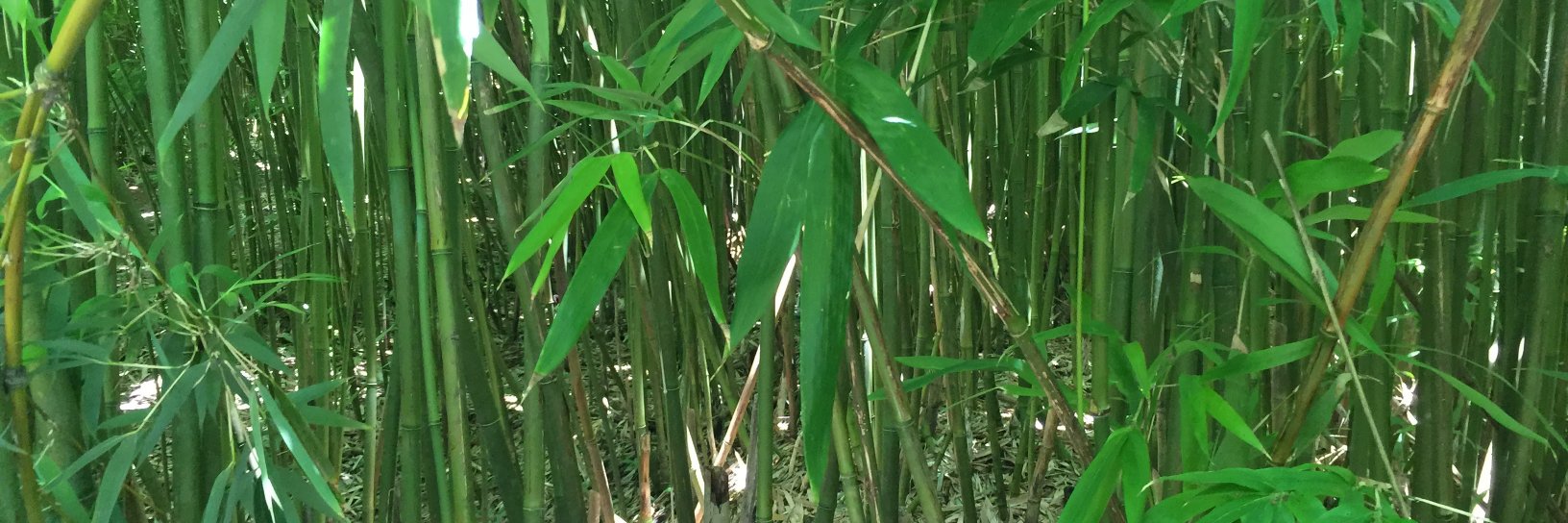 Jonathan Gibson banner