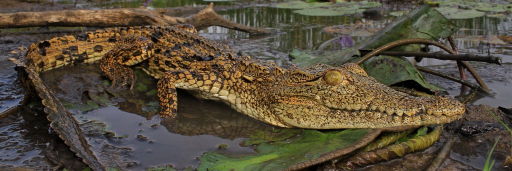 Lebonheurcroc's profile banner image