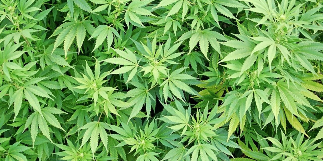 Custom_Grow420's profile banner image
