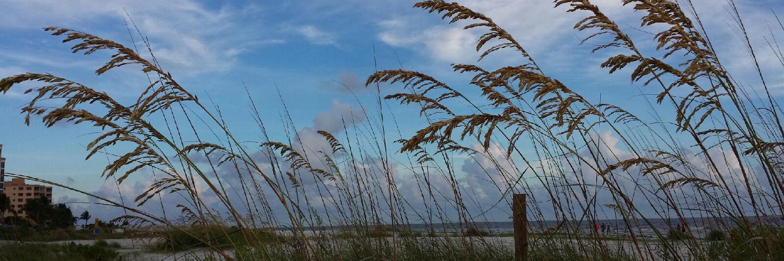 DeAnna Haught, Ed.D. banner