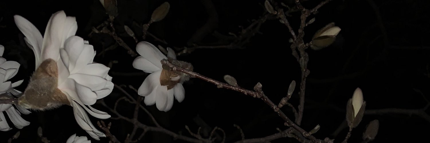 naexeve_'s profile banner image