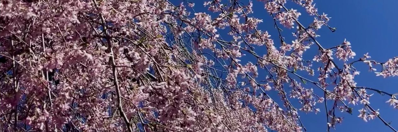 aschulzphoto's profile banner image