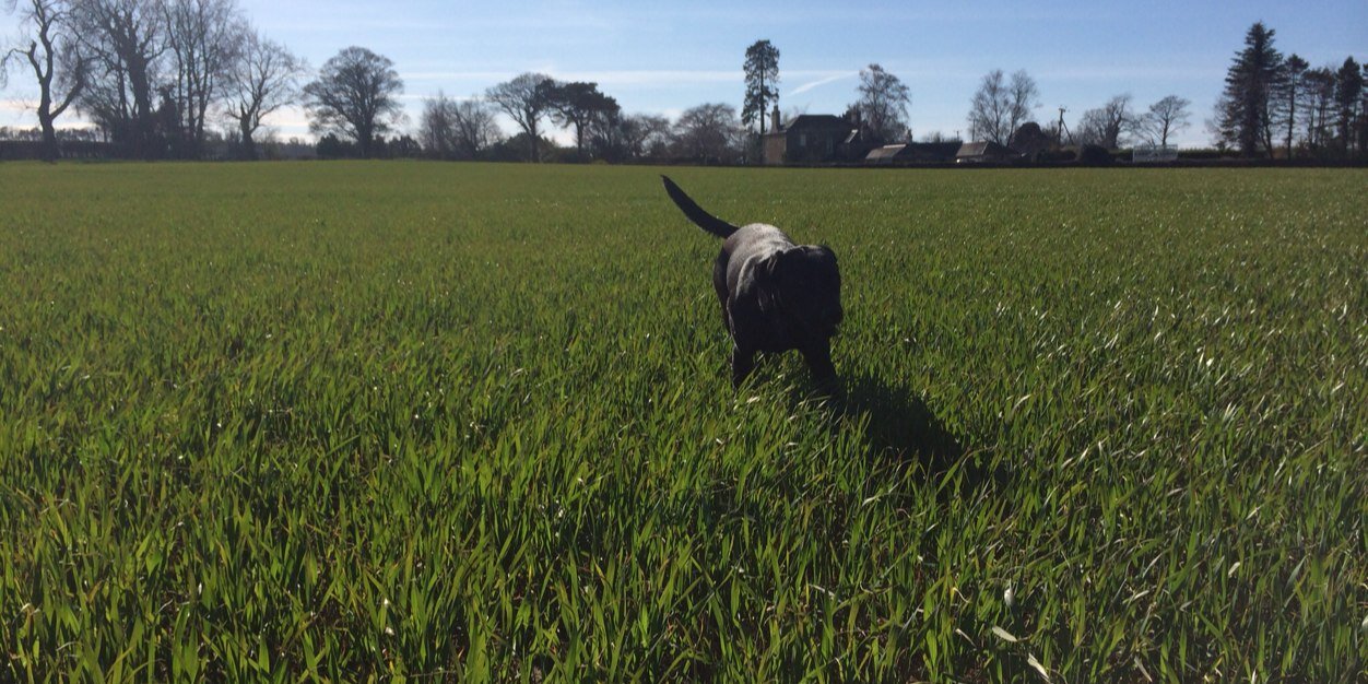 Peter Forster banner