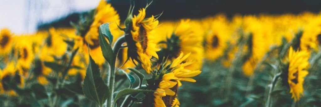 rreycell's profile banner image