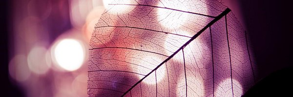 liya_charodeeva Profile Banner