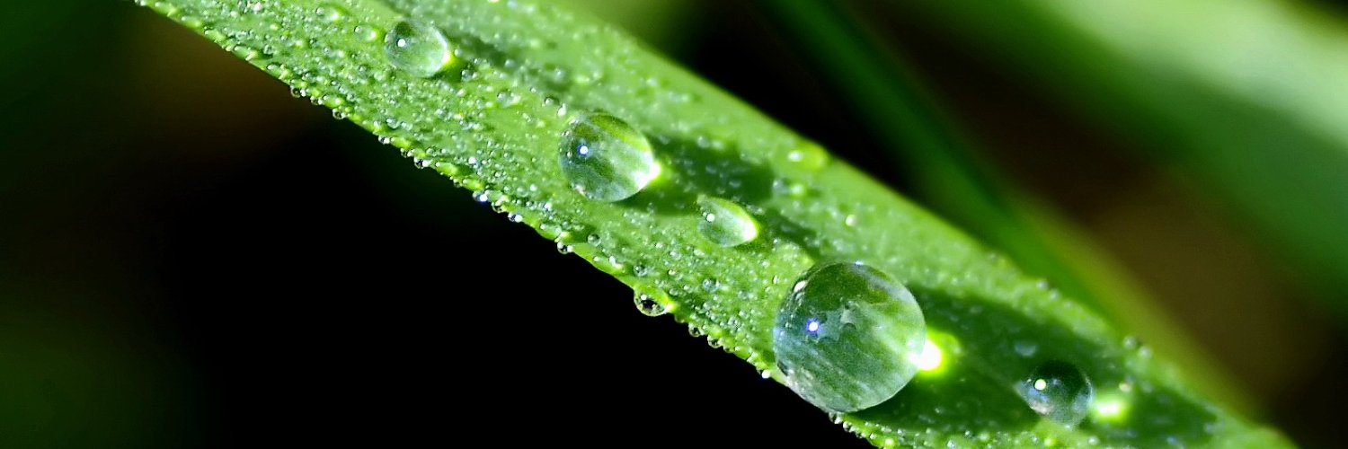 tidyleaf's profile banner image
