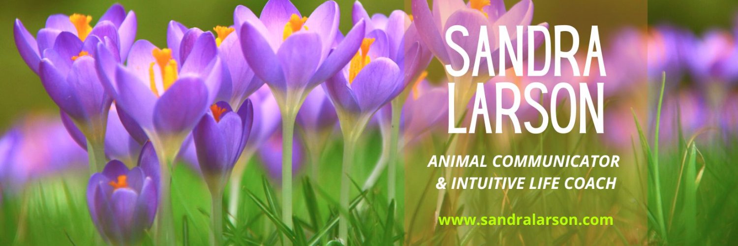 SandraKLarson's profile banner image