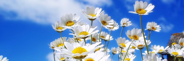 halffootrunner Profile Banner