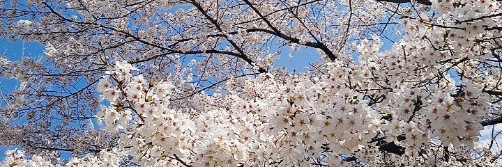 hikaco_'s profile banner image