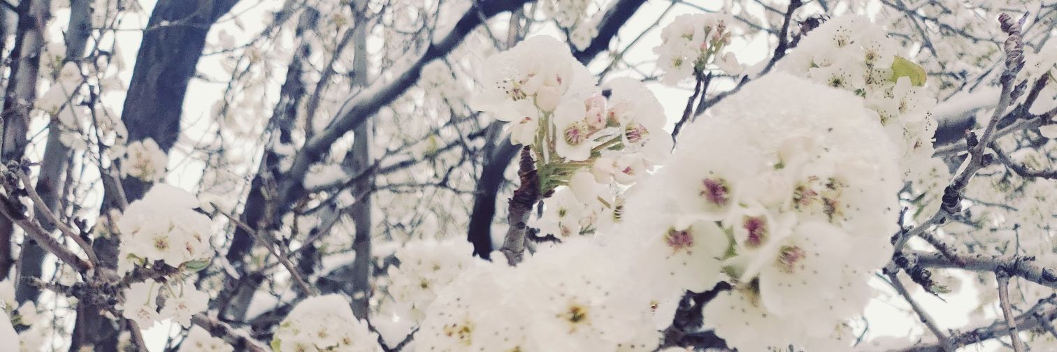 酸塊ﾅﾂﾒ banner