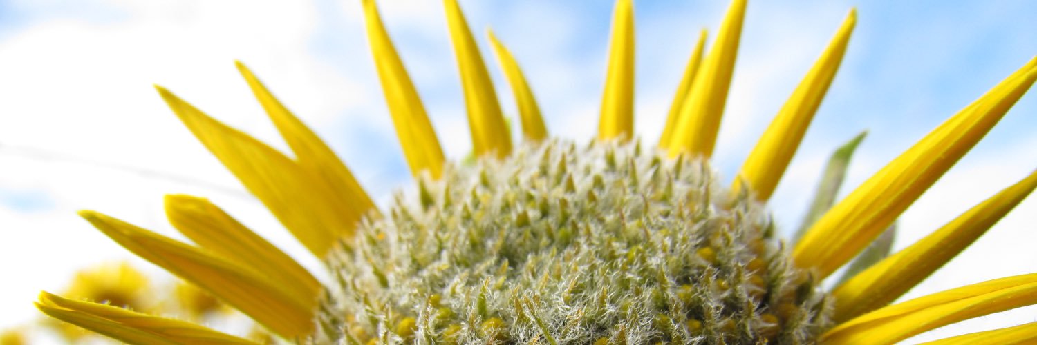 sbladybug5's profile banner image