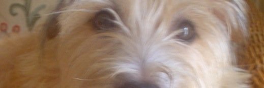 monty and lottie. (emma)'s banner
