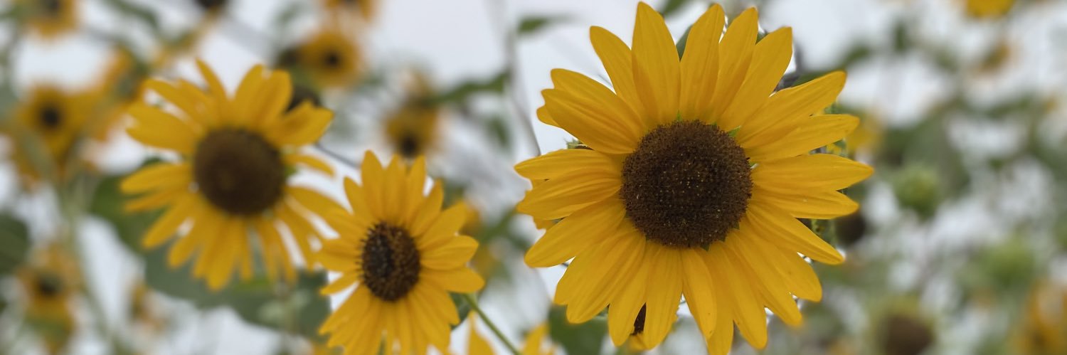 LillyBakker's profile banner image