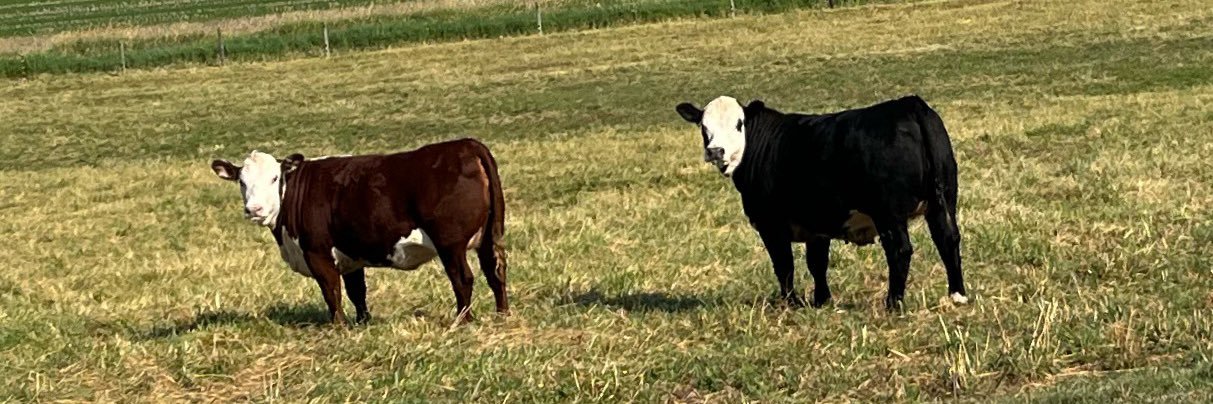 Campbell G & L banner