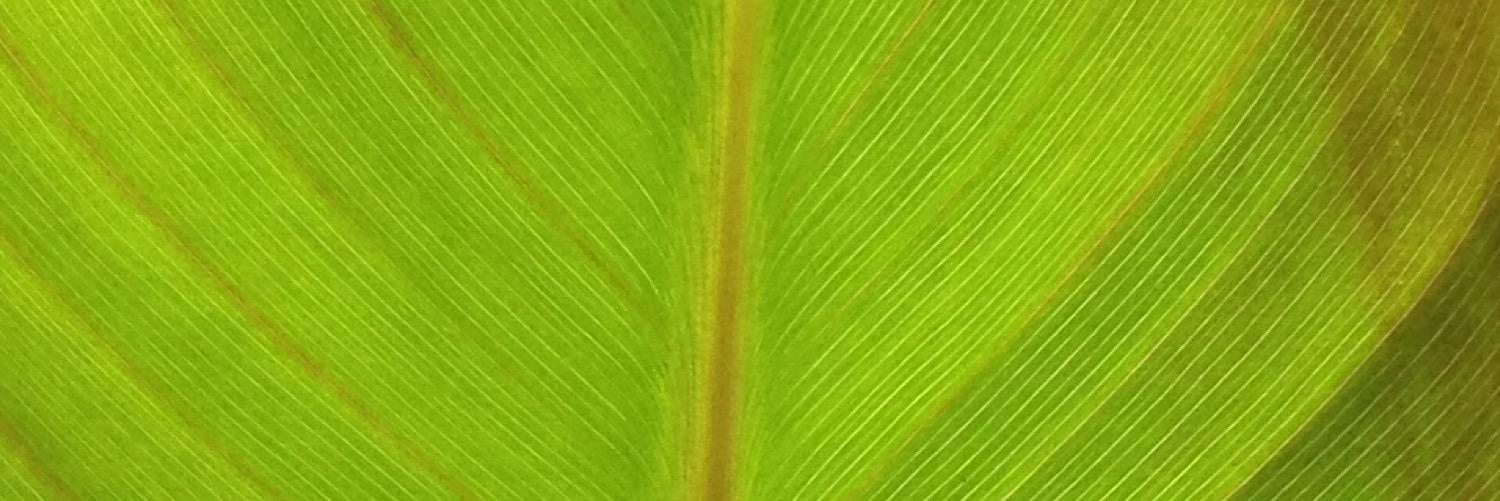 Liagiron's profile banner image