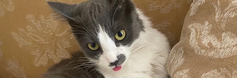 Gogogooo 🥑👄🥑 banner