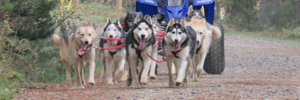 pasapasmushing's profile banner image