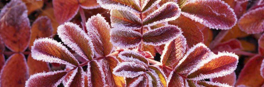 Janina Barycka banner