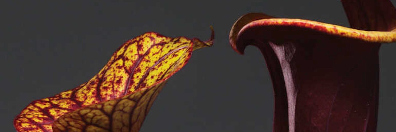 Justin Markell banner