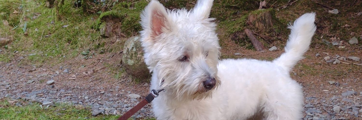 Barney Mc Neany banner