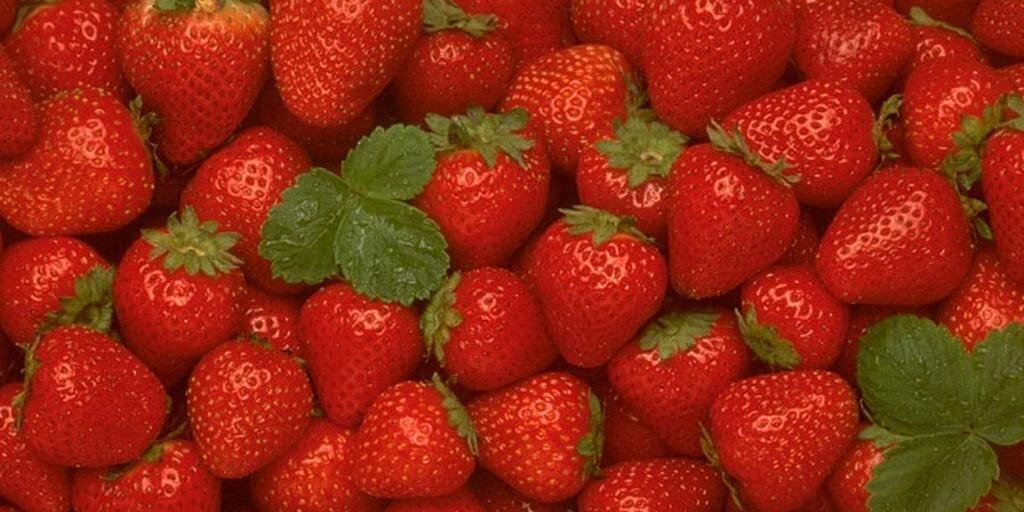 FL Strawberries banner