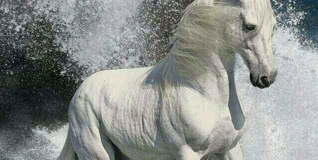 ساره العنزي banner