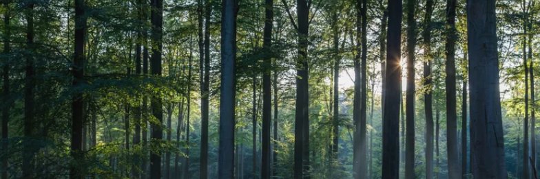 Terry Baranski banner