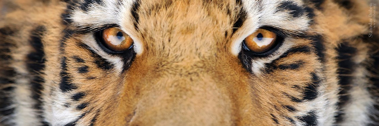 Stanislav Duben banner