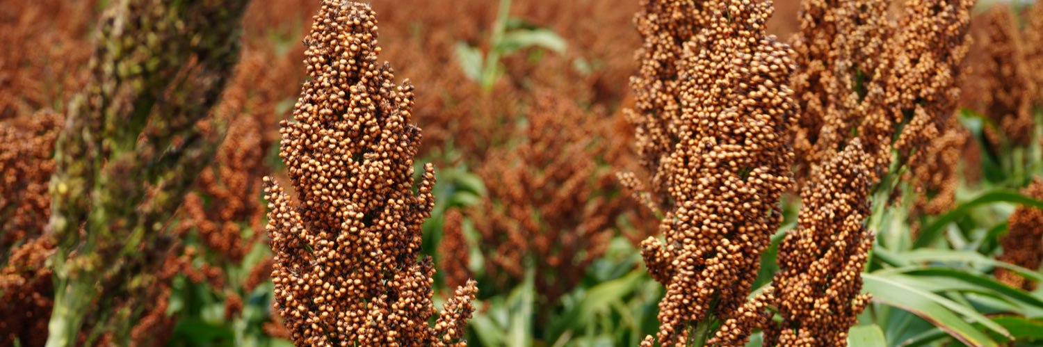 AdvantaSeedsUS's profile banner image