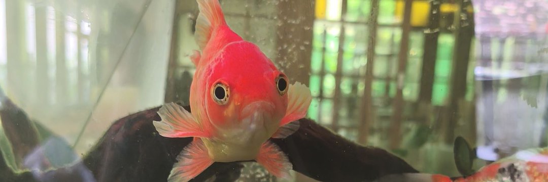 mandikecil's profile banner image