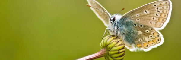 IBERSbio Profile Banner