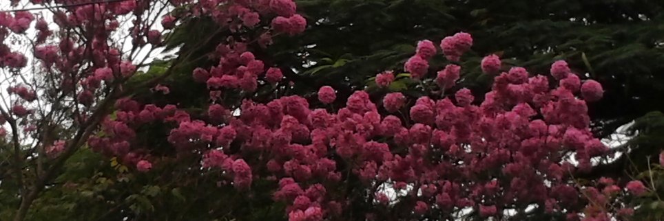 Shubha Rao Benipuri banner