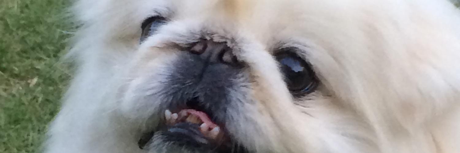 katopeki's profile banner image