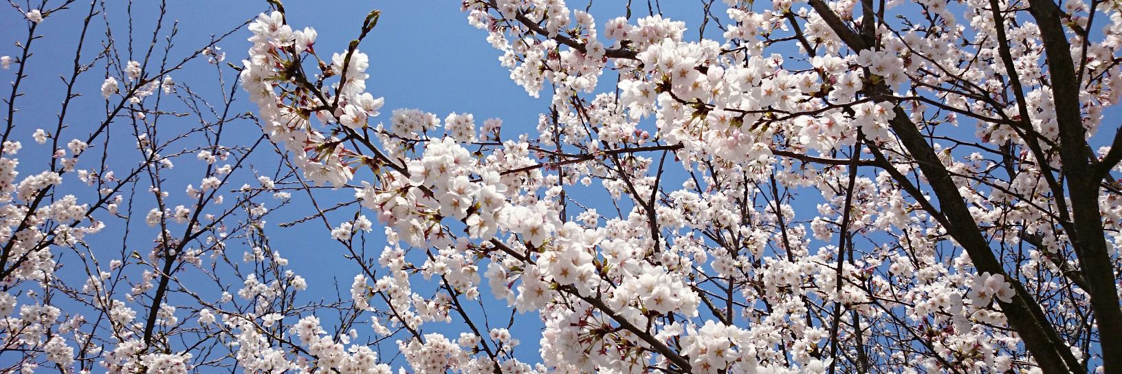 まみ banner