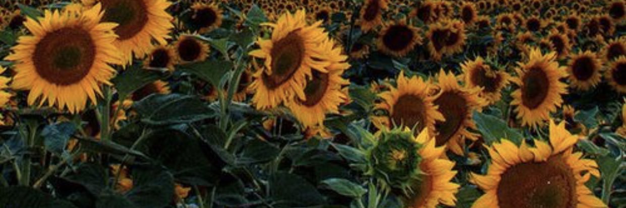 delaneyycifaldi's profile banner image