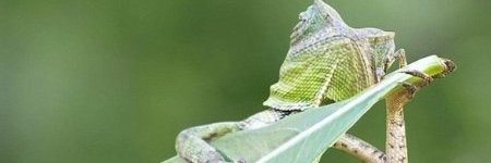 Hawkachu's profile banner image