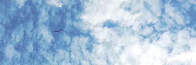 carulourenco's profile banner image
