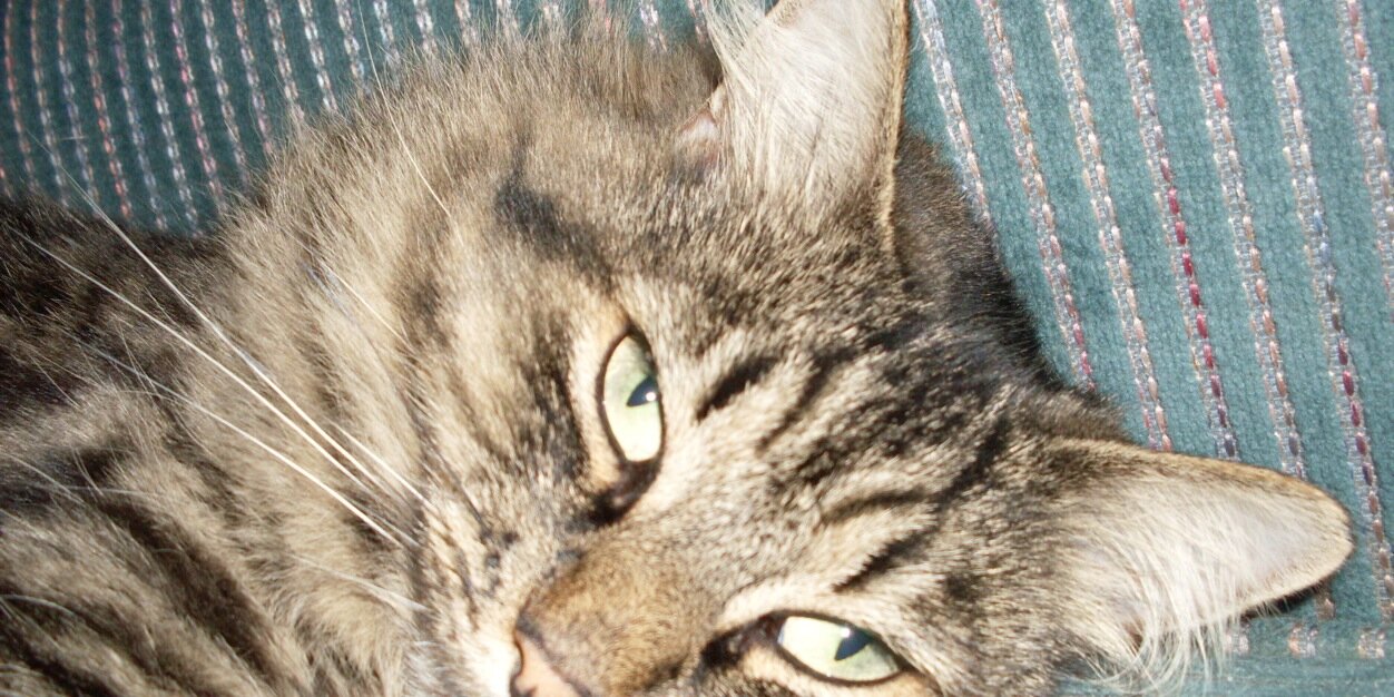 Heather Lara Wolson banner