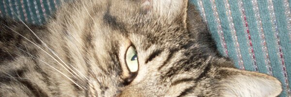 HWolson Profile Banner