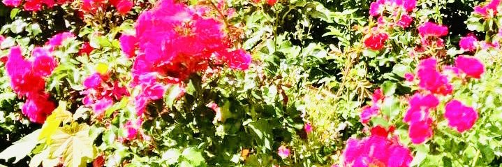 bellewidie's profile banner image