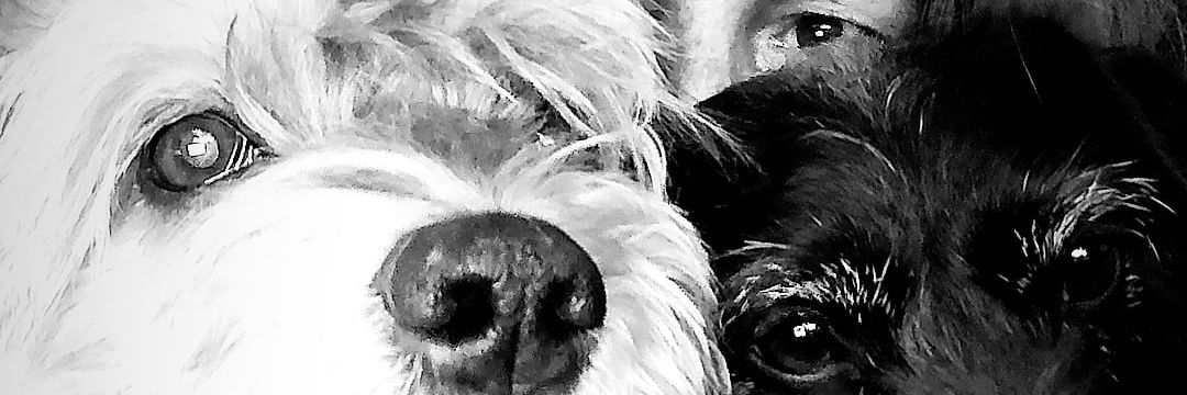 Ale banner