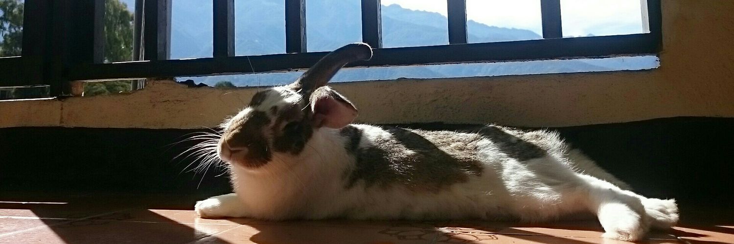 hugoflac's profile banner image
