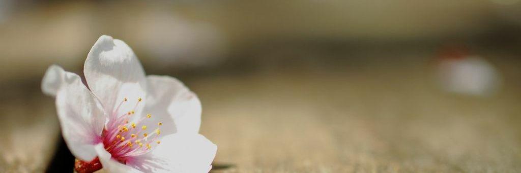 gorotea0731's profile banner image