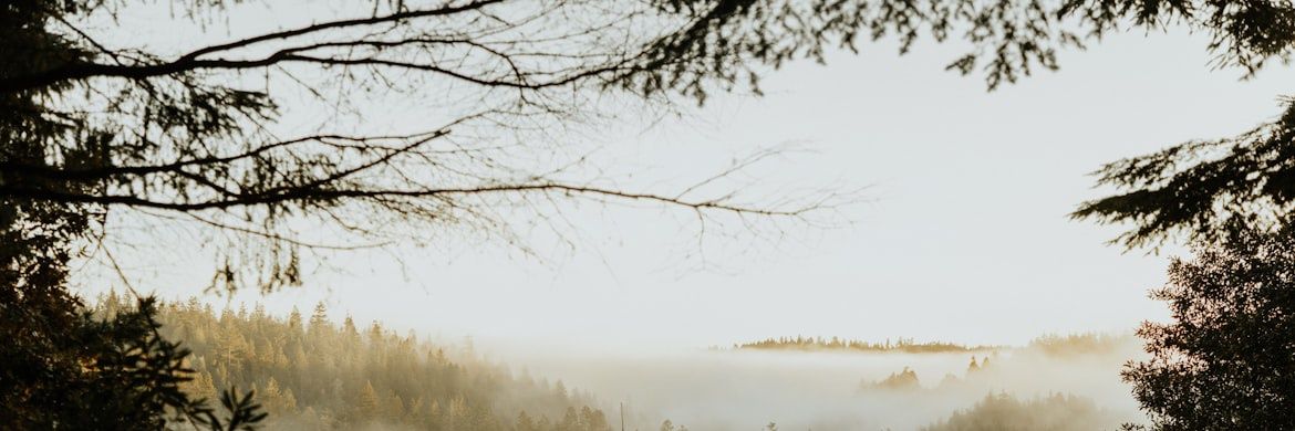 Single Corneador 🦊 banner